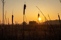 Golden Dawn