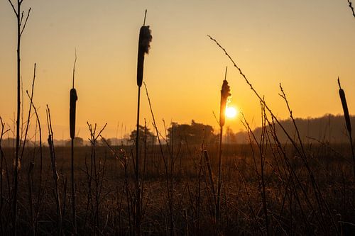 Gouden Ochtendgloren