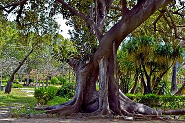 Reusachtige boom in de botanische tuin van Palermo van Silva Wischeropp