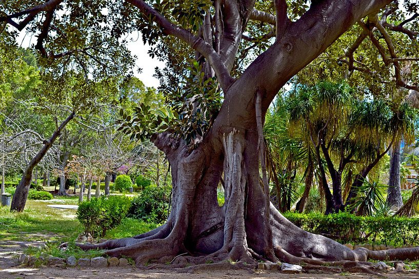 Arbre géant dans le jardin botanique de Palerme par Silva Wischeropp