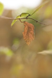 Erste Anzeichen des Herbstes