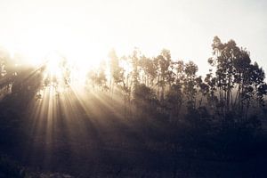 Sunrise behind eucalyptus trees by Shanti Hesse