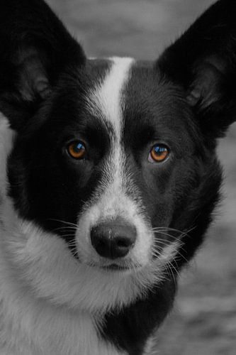 cardigan corgi gallois