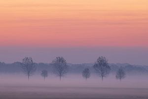 Six arbres dans le brouillard