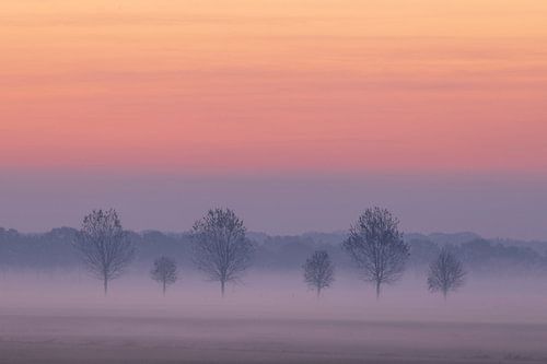 Zes bomen in de mist