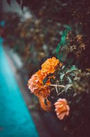 Flowers on the roadside