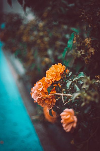 Flowers on the roadside by Jan Eggenberger
