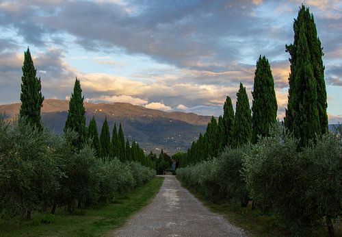 Laan met cipressen in Toscane, Italië