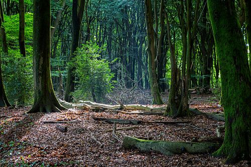 Het verlichte bos