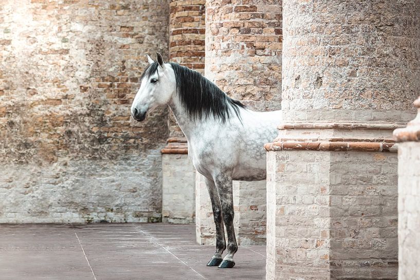 Portret van wit paard in kerk van Shirley van Lieshout