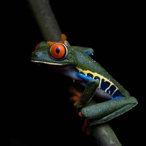 The Red-eyed tree in the dark