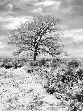 Winterlandschap met eenzame boom in de sneeuw bedekte heide 2