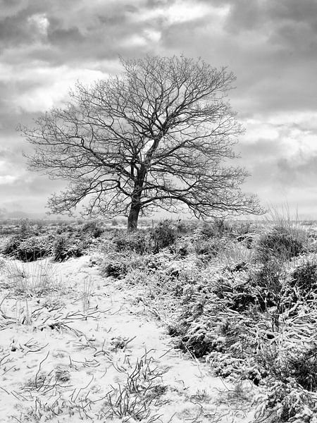 Winterlandschap met eenzame boom in de sneeuw bedekte heide 2 van Tony Vingerhoets