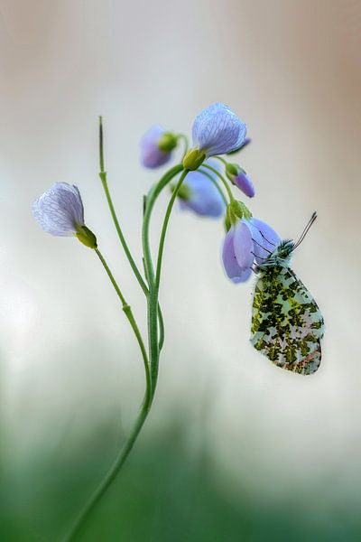 Orange tip by Maria  Van Dijk