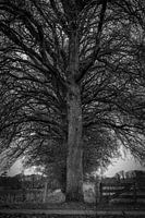 Line up, Markdal Breda