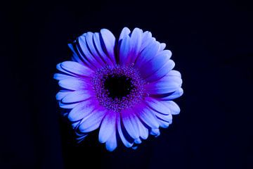 Mystieke Gerbera in Ultraviolet: Een Betoverende Bloem in de Nacht