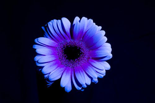 Mystieke Gerbera in Ultraviolet: Een Betoverende Bloem in de Nacht