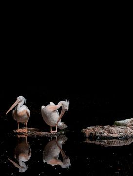 Pink pelicans in the sun against a black background by Peter van Dam