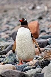 The gentoo penguins of Antarctica by Roland Brack