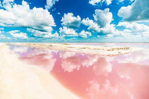 Flamingo dream