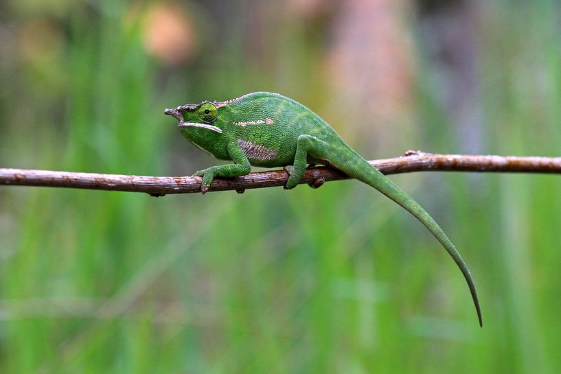 Caméléon à lèvres blanches de Petter par Antwan Janssen