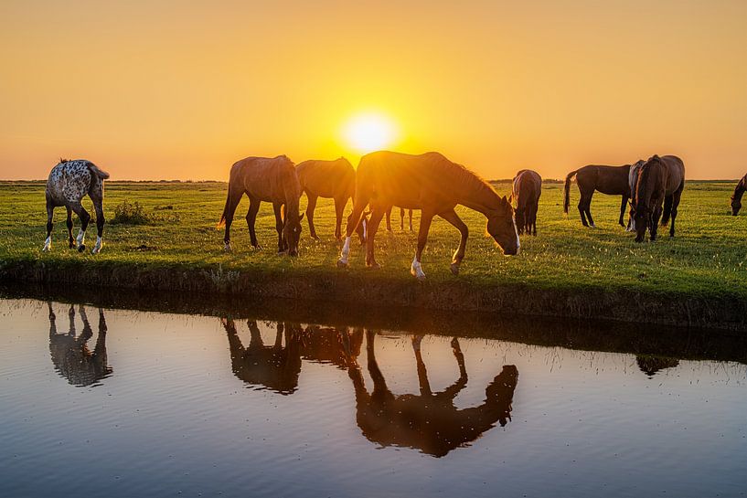 Horses in the light of the setting sun at the edge of a ditch by Harrie Muis