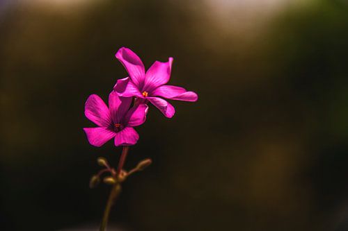 fleur sauvage