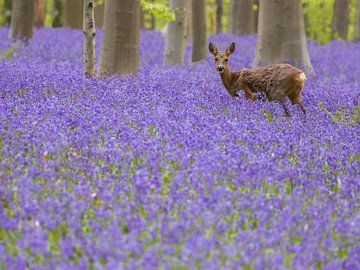 What is rustling through the bluebells in the forest? - Part 2
