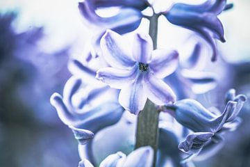 Lente hyacint in bloei
