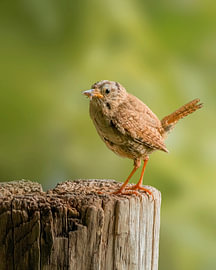 Wren with Prey