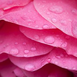 Rose sur Ada Zyborowicz