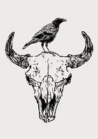 Crow on bull skull