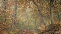 Path to Autumn by P Leydekkers - van Impelen thumbnail