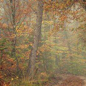 Der Weg zum Herbst von P Leydekkers - van Impelen