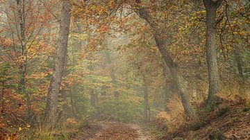 Path to Autumn by P Leydekkers - van Impelen