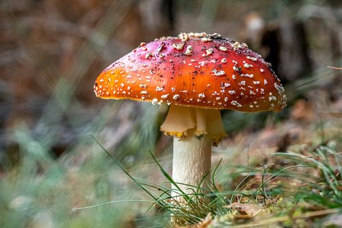 The Mushroom by Hermen Buurman