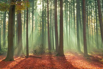 Herfst bomen met zonlicht en mist