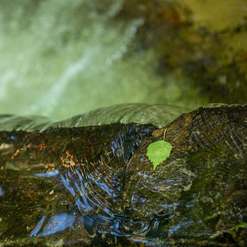 Groen blad in stromend water