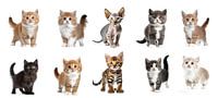 Kittens staan geïsoleerd op een witte achtergrond, uitgesneden van Animaflora PicsStock thumbnail