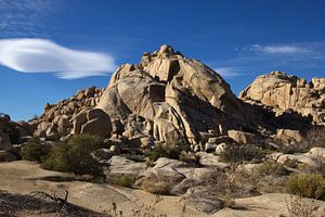 Joshua Baum National park