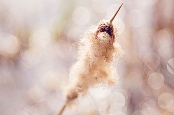 Uitgebloeide sigaar in pastel tinten met mooie dof