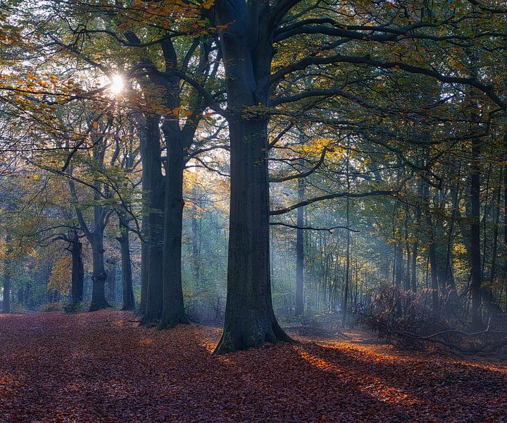 sunbeams in the autumn forest by peterheinspictures