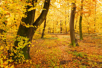 La forêt en automne