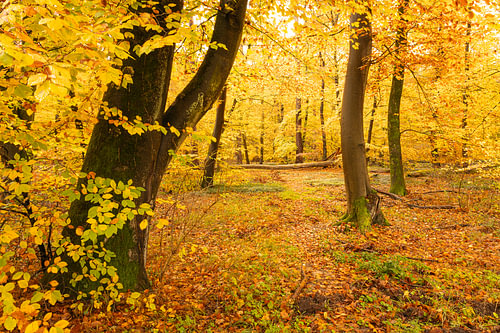 Het bos in de herfst