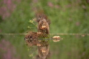 Eichhörnchen mit Nuss von Tanja van Beuningen