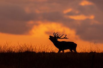 Red deer in the evening sun by Herwin Jan Steehouwer