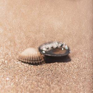 Coquillages sur la plage