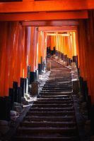Torii-Tore von Fushimi Inari