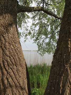 Reeuwijkse Plassen, vanachter twee bomen van Rinke Velds