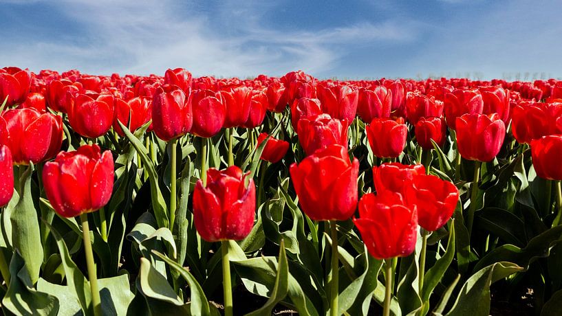 Tulip field in spring by Henk Hulshof